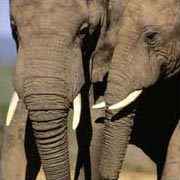 African Elephants