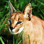 Caracal