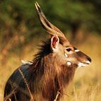 Nyala
