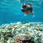 Coral Snorkelling