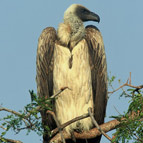 White Backed Vulture