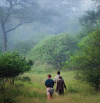 Guided Walks