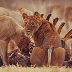 Lions feasting
