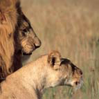 Male&Female Lion