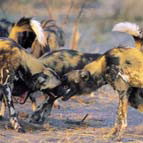 Wild Dog