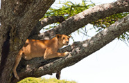 Africa Point Safaris