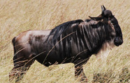Africa Point Safaris