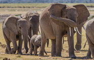 Africa Point Safaris