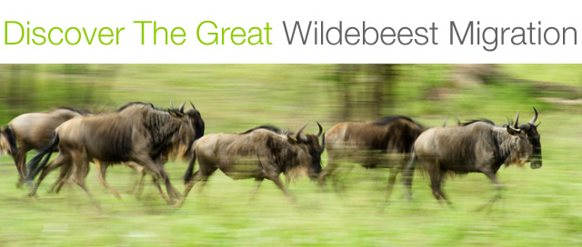 wildebeest migration east africa