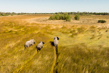 Bush Baby Calls Mobile Camping