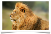 Bush Baby Calls Mobile Safari