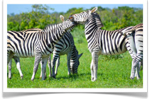 Bush Baby Calls Mobile Safari