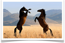 namibia horseback safari