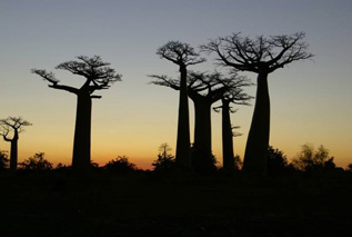 Jenman Safaris