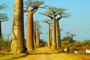 Jenman Safaris