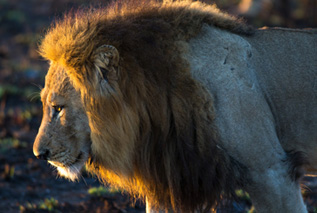 Romantic Honeymoons - Ker Downey Africa