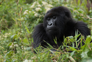 Ker & Downey Africa Gorilla Trekking