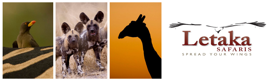 Letaka Safaris