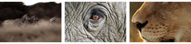 guided wildlife safaris in africa