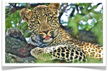 Gamewatchers Safaris