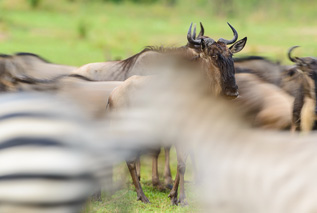 C4 Photo Safaris