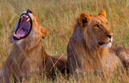 Untamed Odyssey Safaris