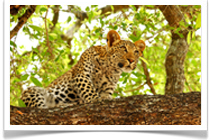 Zambia by Untamed Odyssey