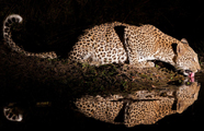 Untamed Odyssey Safaris