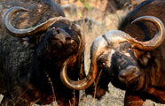 Untamed Odyssey Safaris