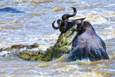 Worldwide Safaris Tanzania - African Holidays