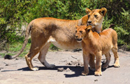 Worldwide Safaris Tanzania - African Holidays
