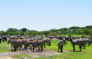 Worldwide Safaris Tanzania - African Holidays