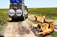 Worldwide Safaris Tanzania - African Holidays