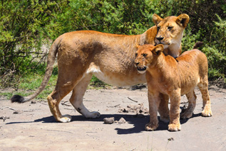 Worldwide Safaris Tanzania